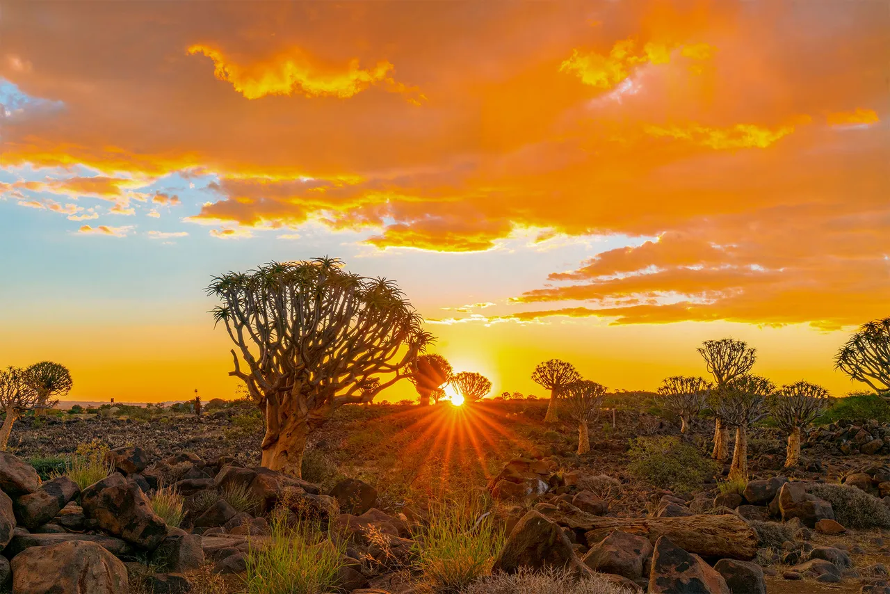 Quiver tree at sunset