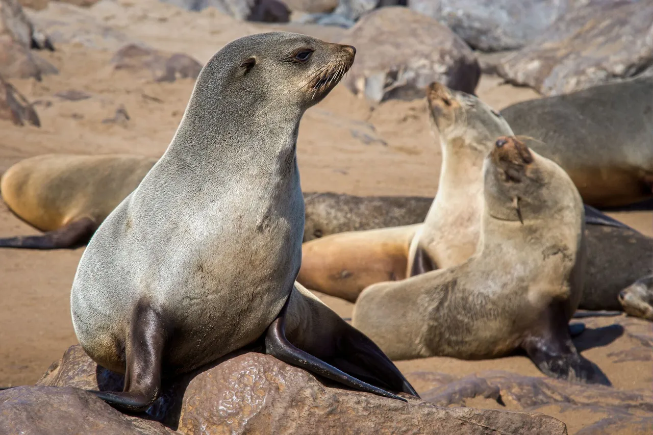 Sea lions